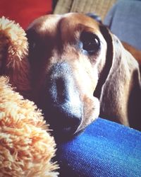 Close-up of dog resting