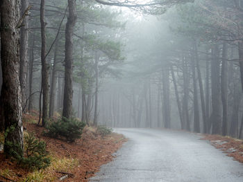 Road amidst trees in forest