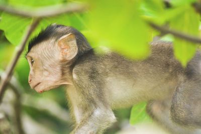 Close-up of monkey on tree