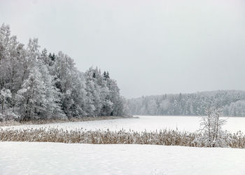 Snowy park, snow blanket covers branches of trees and bushes, foggy and grainy snow fall background