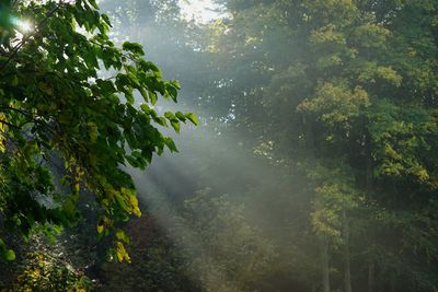 Sunlight streaming through trees in forest