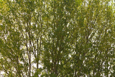 Low angle view of bamboo trees in forest