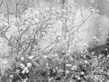 Close-up of flowering plants on field