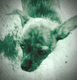 Close-up portrait of a dog