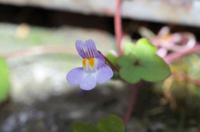 Close-up of purple flowering plant