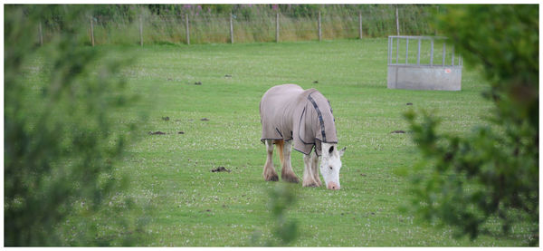 Horse in a field