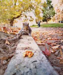 Cat lying on leaves during autumn