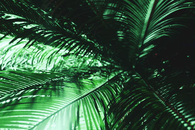 Close-up of palm tree leaves