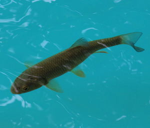 Fish swimming in sea