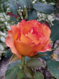 Close-up of flower blooming outdoors