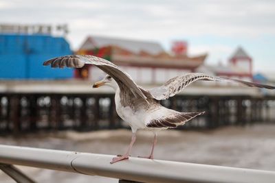 Close-up of seagull perching on built structure