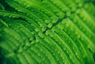 Close up of beautiful fresh green fern leaf natural floral background.