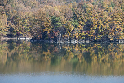 Trees by lake in forest against sky