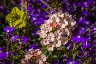 Close-up of purple flowering plants
