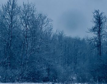 Bare trees on snow covered land