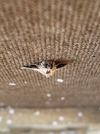 Close-up of wet spider on wood