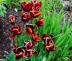 Close-up of red flowers blooming outdoors