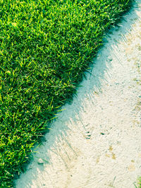 High angle view of footpath on field