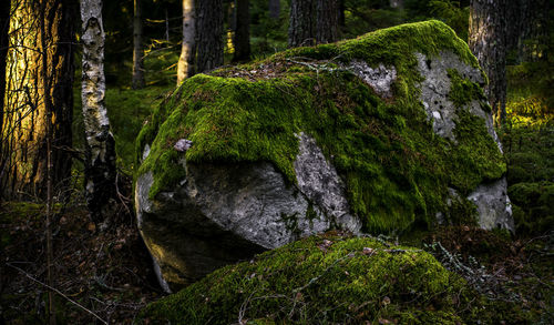 Moss on tree trunk