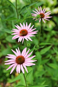 High angle view of pink flowering plants