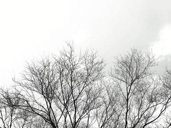 Low angle view of silhouette bare tree against clear sky