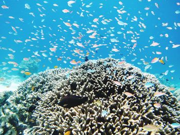 Fish swimming in sea