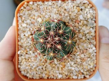 Close-up of hand holding cactus