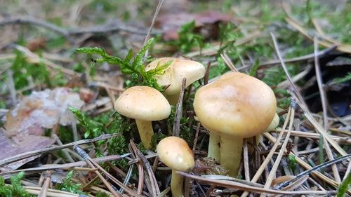 Close-up of mushrooms growing on field
