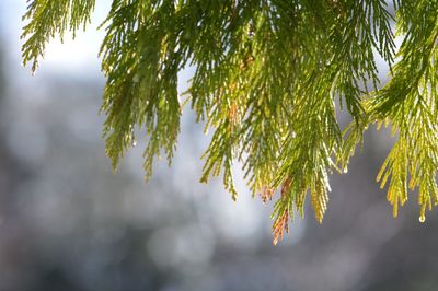 Close-up of pine tree against sky