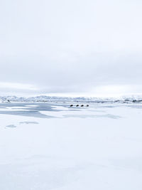 Icelandic horses, ridden over a frozen lake 