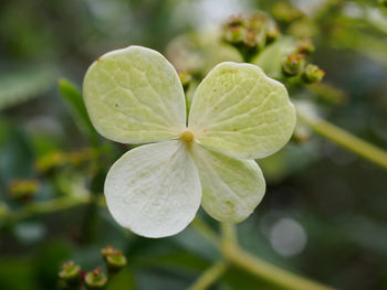 Close-up of green plant