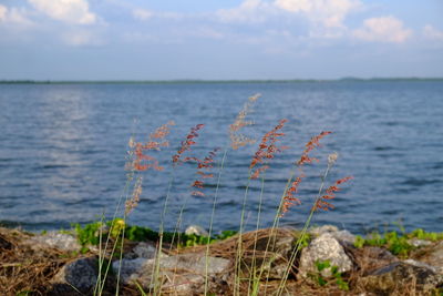 Scenic view of sea against sky