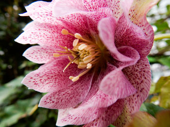 Close-up of pink rose flower