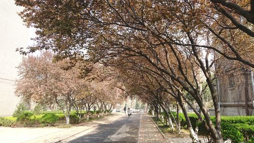 People walking on road along trees