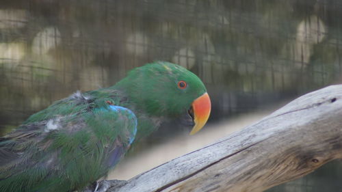 Close-up of parrot perching on wood