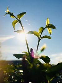 Close-up of flowering plant against sky