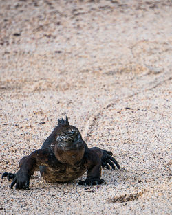 View of a turtle on the beach