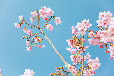 Low angle view of pink cherry blossoms against clear blue sky