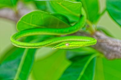 Close-up of green lizard on leaf