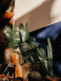 High angle view of potted plant at home