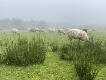 Sheep grazing on field