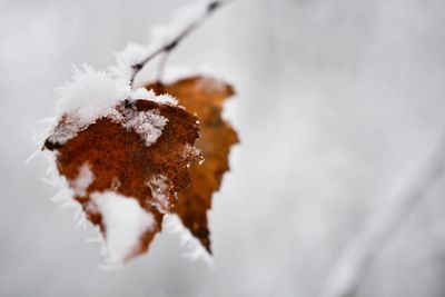 Close-up of frozen leaves during winter