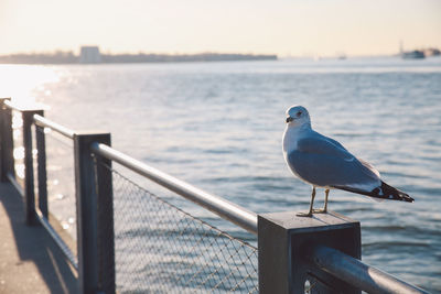 Seagull perching on railing