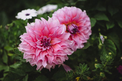 Close-up of pink flowers blooming outdoors