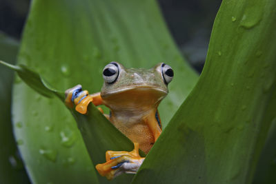 Close-up of frog on leaf