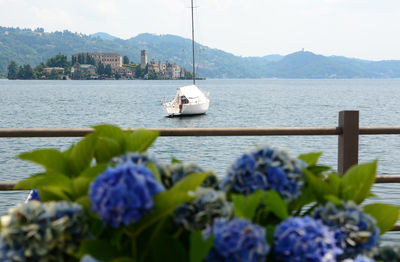 Sailboat sailing in sea