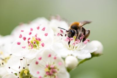 Close-up of bee pollinating on flower