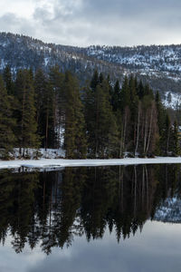 Beautiful landscape with reflection of the forest in the river at kongsberg, norway