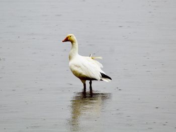 Close-up of duck on lake