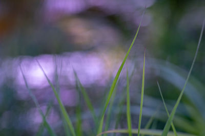 Close-up of purple flowering plants on field